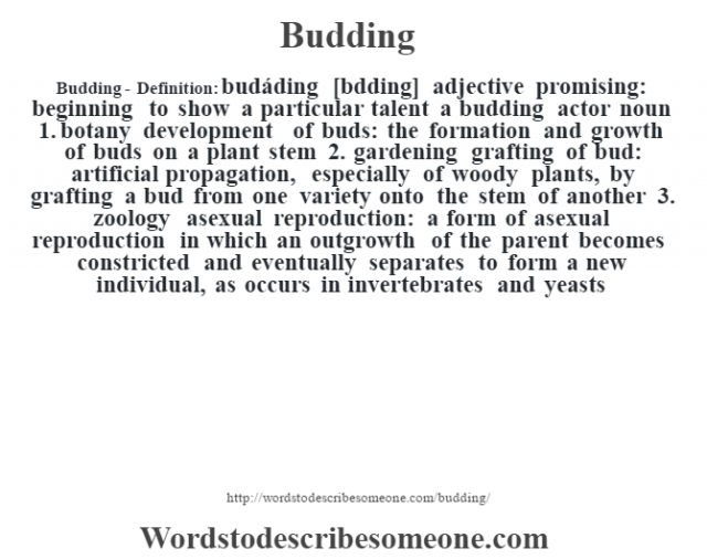 budding-definition-budding-meaning-words-to-describe-someone